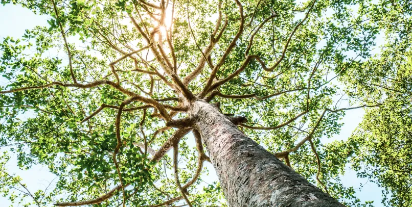 Tree Care Services Banner